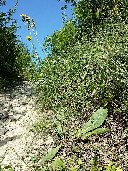 File:Crepis pannonica sl2.jpg