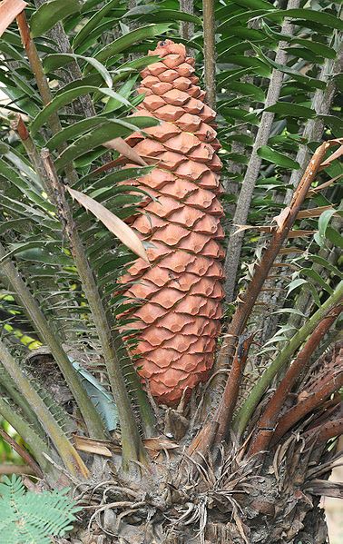 File:Cycad cone.jpg