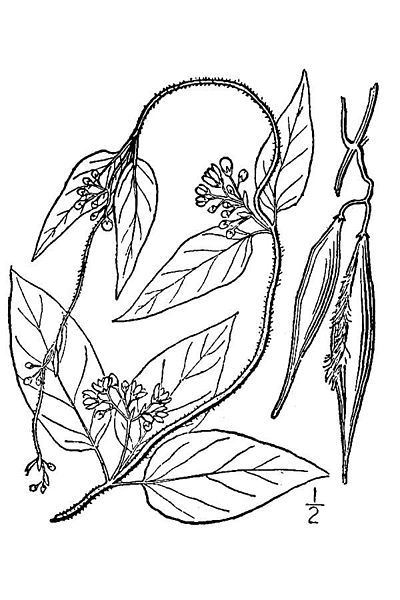 File:Cynanchum louiseae illustration.jpg