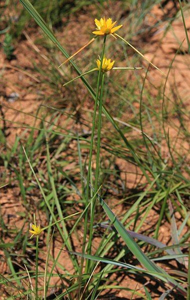 File:Cyperus sphaerocephalus 3.jpg