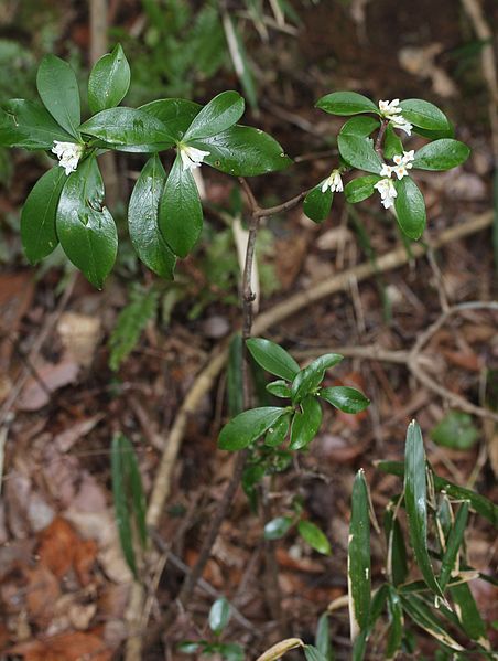 File:Daphne kiusiana.JPG