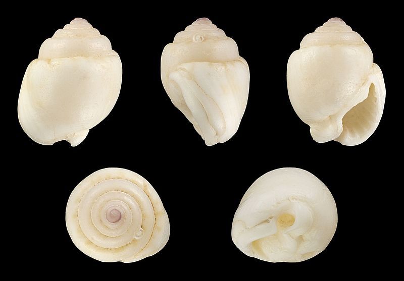 File:Demoulia obtusata 01.JPG