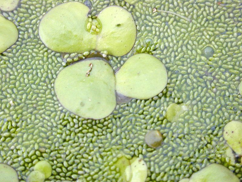 File:Duckweeds.jpg