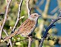 Dunnock