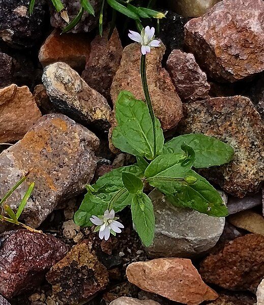 File:Epilobium roseum.jpg