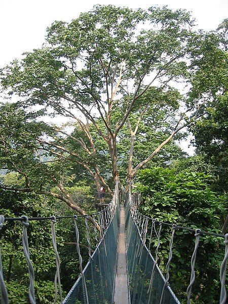 File:FRIM Canopy Walk.JPG