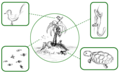 Image 28Simplified schematic of an island's fauna – all its animal species, highlighted in boxes (from Fauna)