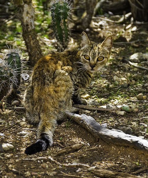 File:Feral Cat Bonaire.jpg