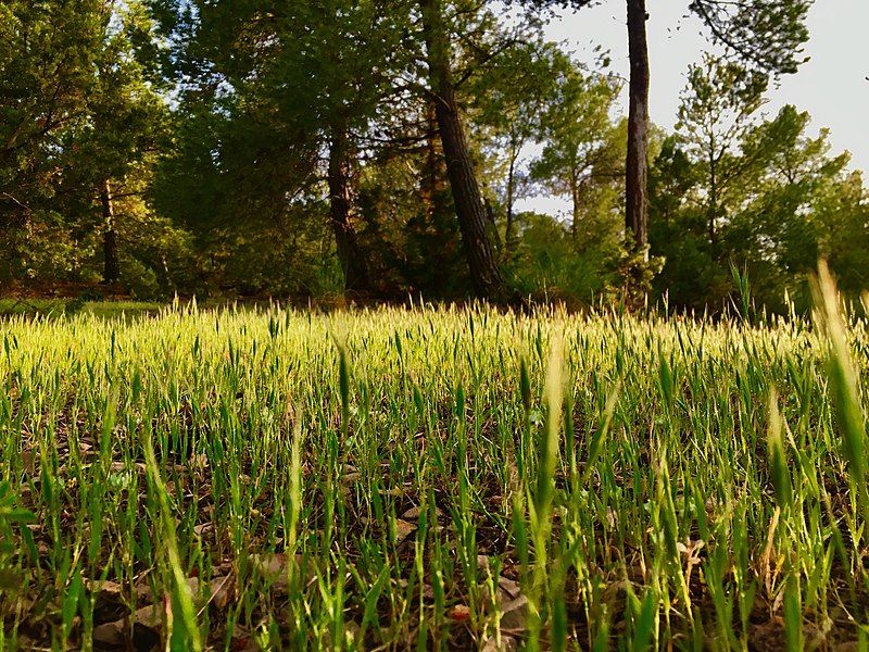 File:Fields of gold.jpg