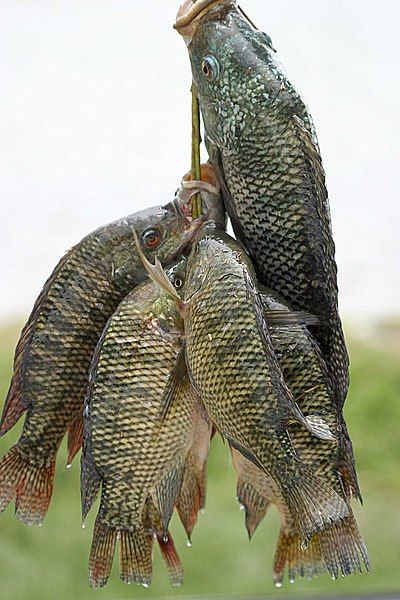 File:Fresh tilapia.jpg