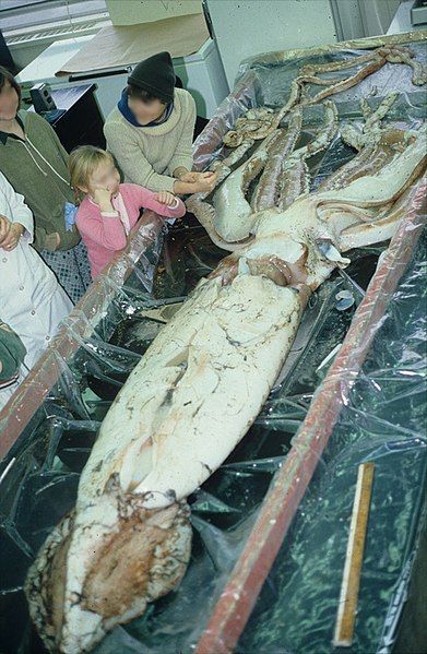 File:Giant squid1.jpg