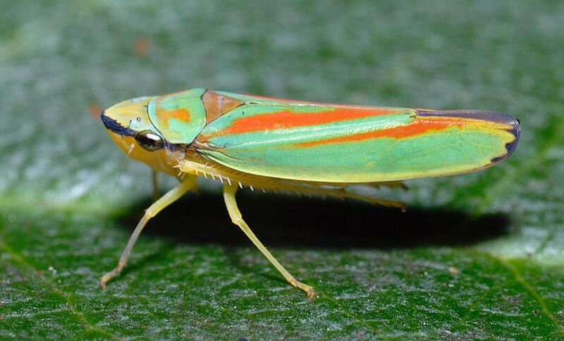 File:Graphocephala fennahi (aka).jpg