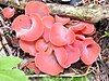 A cluster of a salmon-pink ear-shaped fungus growing on the ground