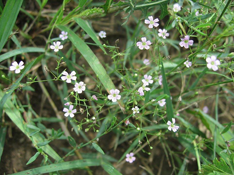 File:Gypsophila muralis.jpg