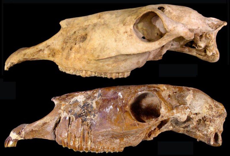 File:Haringtonhippus skulls.jpg