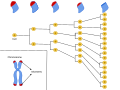 The average cell will divide between 50-70 times before cell death. As the cell divides the telomeres on the end of the chromosome get smaller. The Hayflick Limit is the theory that due to the telomeres shortening through each division, the telomeres will eventually no longer be present on the chromosome. This end stage is known as senescence and proves the concept that links the deterioration of telomeres and aging.