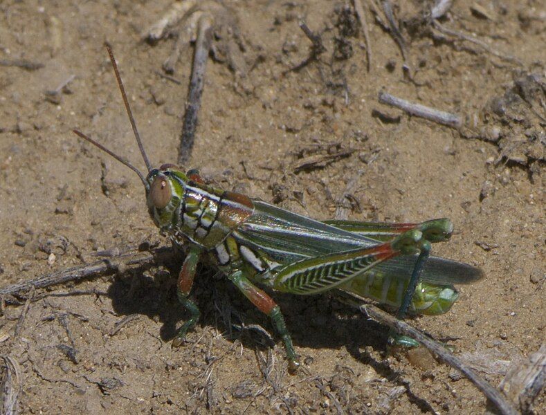 File:Hesperotettix viridis P1490517a.jpg