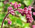 Heuchera elegans