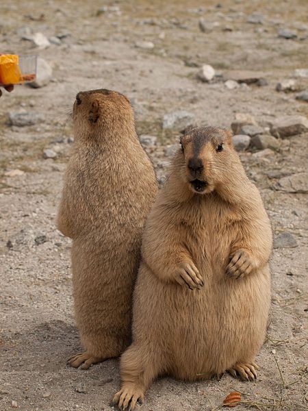 File:Himalayan Marmots.jpg