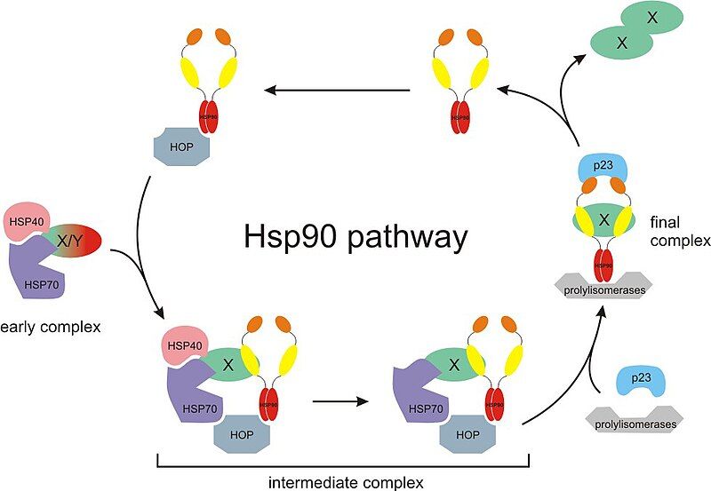 File:Hsp90cycle.jpg