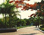 Fire trees along the esplanade