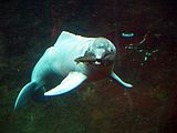 One of the rarest species in a zoo or public aquarium is the Amazon River Dolphin (picture from Duisburg Zoo)