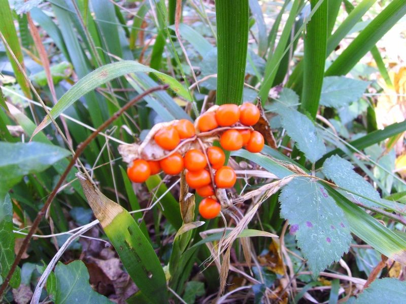 File:Iris foetidisima graines.jpg