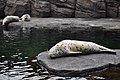 Spotty seals