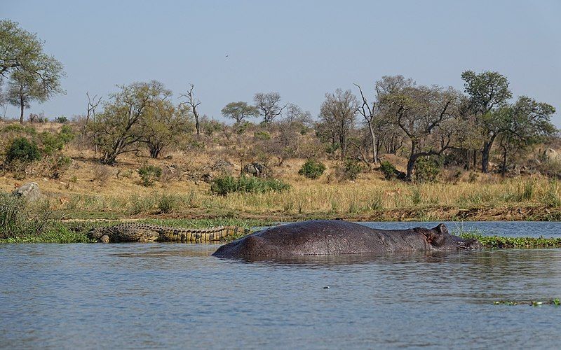 File:Kruger-Park-Hippo-And-Crocodile.jpg