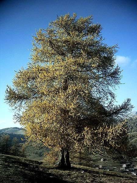 File:Larix decidua autumn.JPG