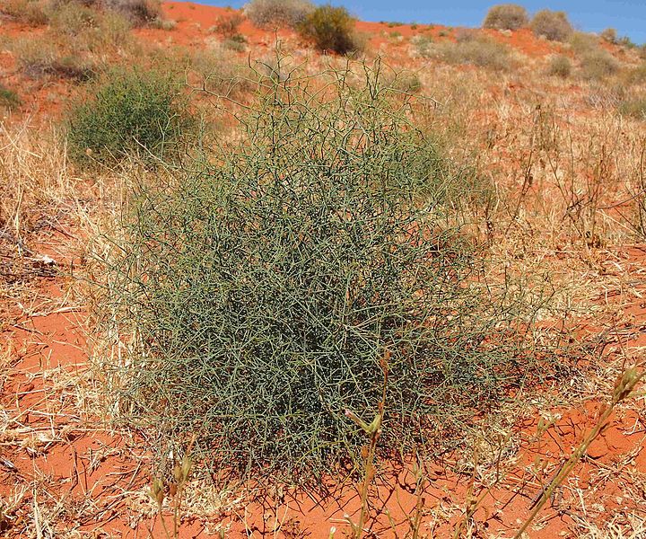 File:Leschenaultia divaricata plant.jpg