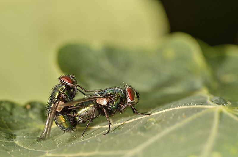 File:Lucilia sericata mating.jpg