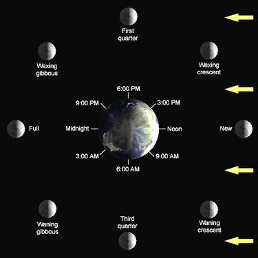 Diagram showing the earth in the center, from above. 8 moons are equipositioned around the earth, displaying the lunar phases, from full to new.