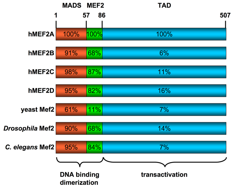 File:MEF2 schematic.png