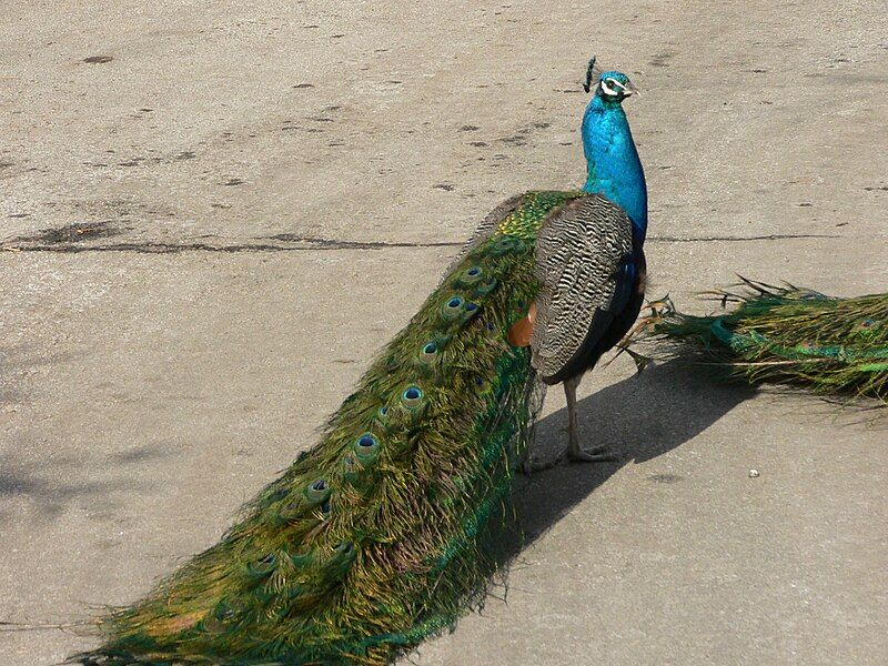 File:MP-Pavo cristatus 29.jpg