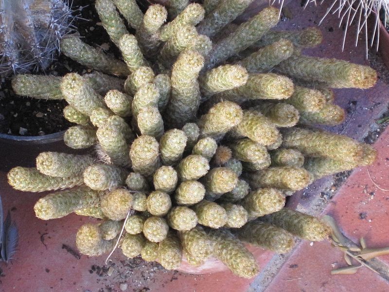 File:Mammillaria elongata 7.JPG