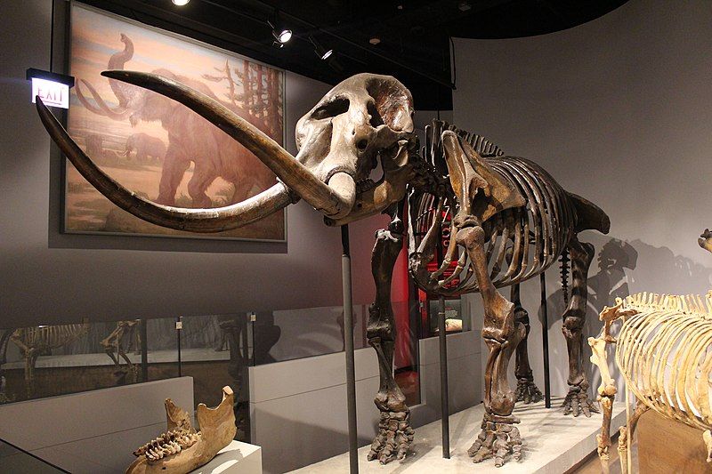 File:Mastodon-Field Museum.jpg