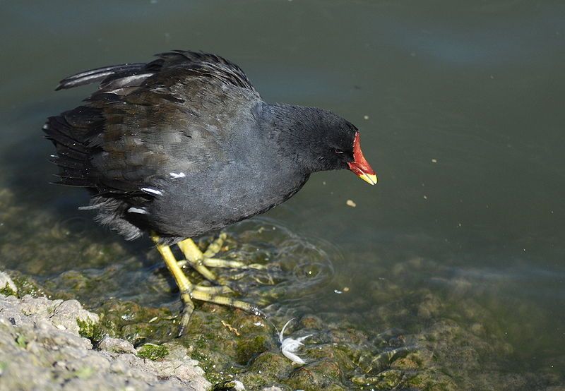 File:Moorhen 3.jpg