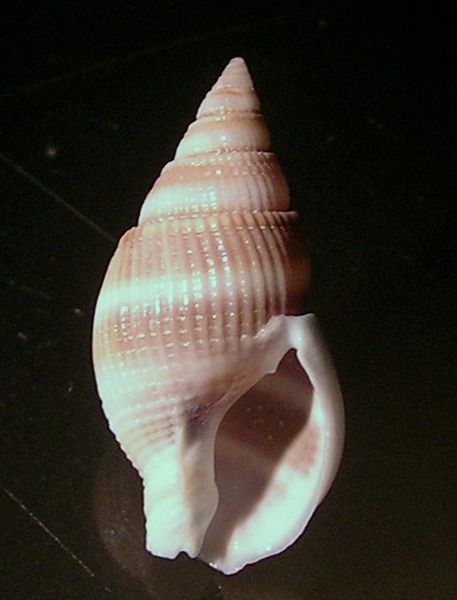 File:Nassarius vinctus 002.jpg