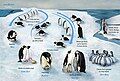 Penguin lifecycle