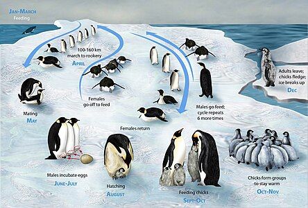 Emperor penguin lifecycle, by Zina Deretsky