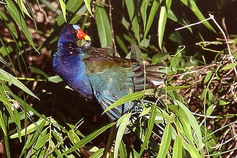 File:PURPLE GALLINULE PREENING.jpg