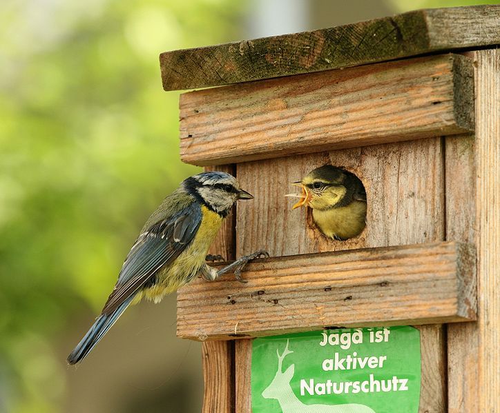 File:Parus caeruleus feeding.jpg