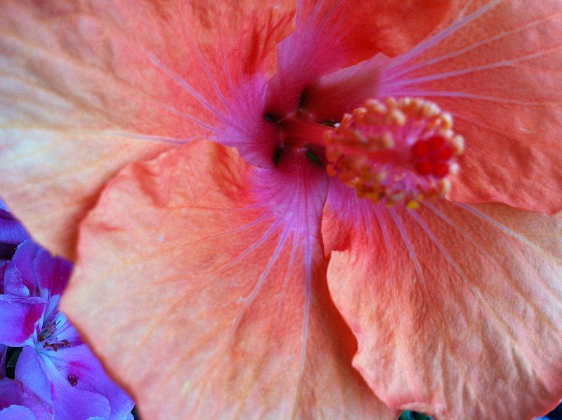 File:Peach Hibiscus.jpg