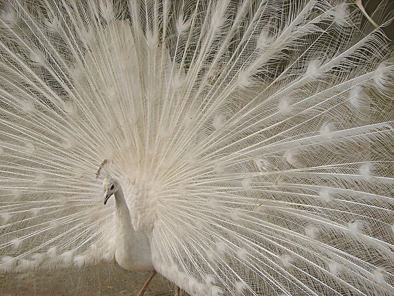 File:Peacock 00782.jpg