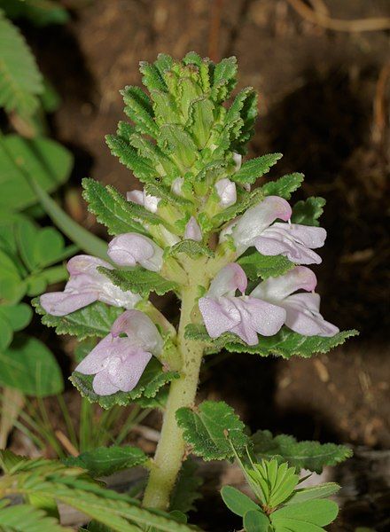 File:Pedicularis zeylanica-Silent Valley-2016-08-13-001.jpg