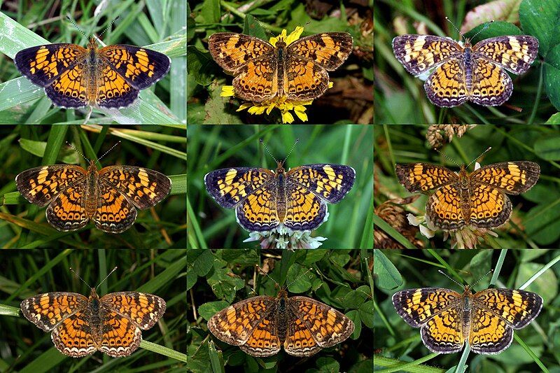 File:Phyciodes tharos 6.jpg