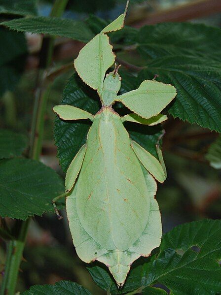 File:Phyllium westwoodii Weibchen.jpg