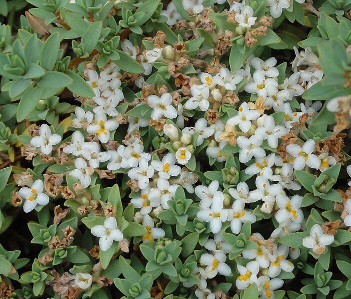 File:Pimelea prostrata flowers.JPG