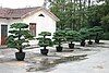 pine penjing, penjing garden